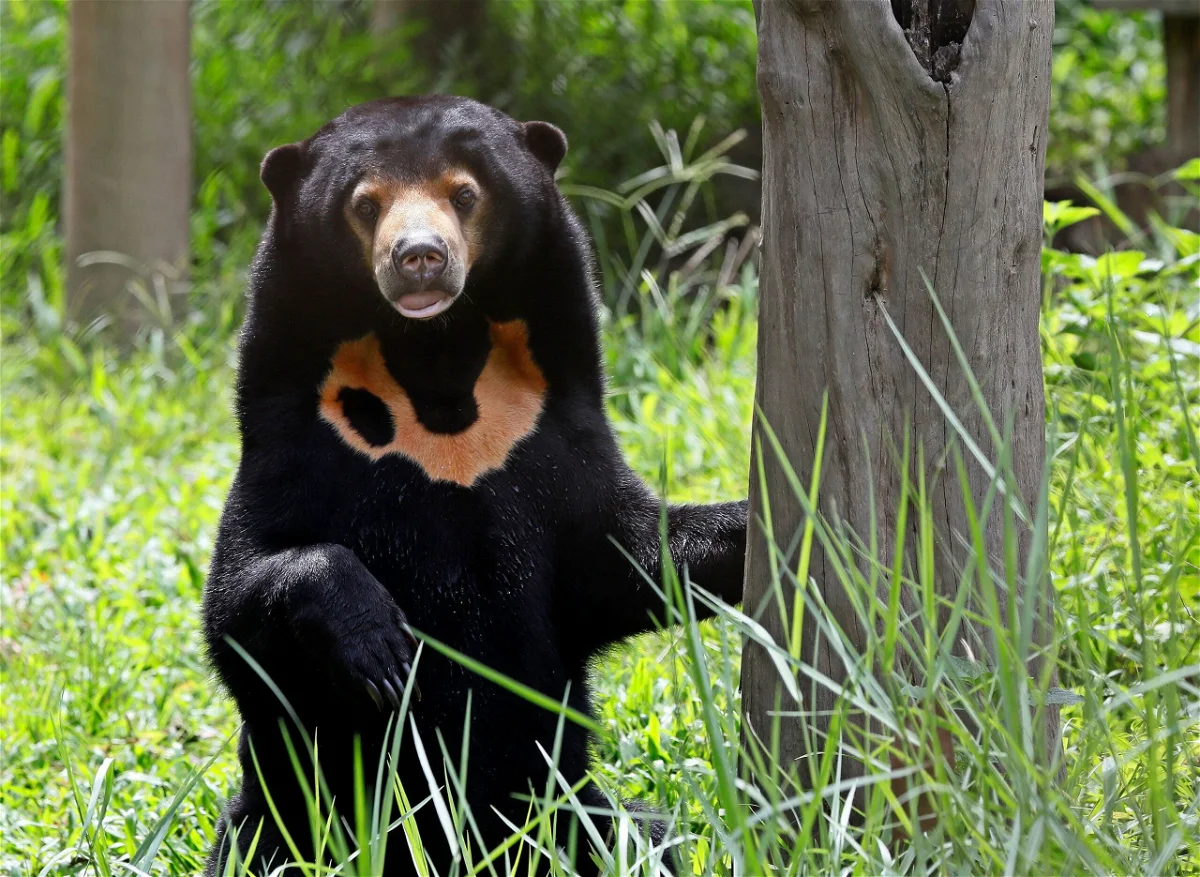 Sun Bear Gain Global Attention, But Conservation Remains
